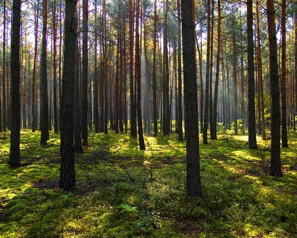 Uwaga! Okresowy zakaz wstępu do lasu