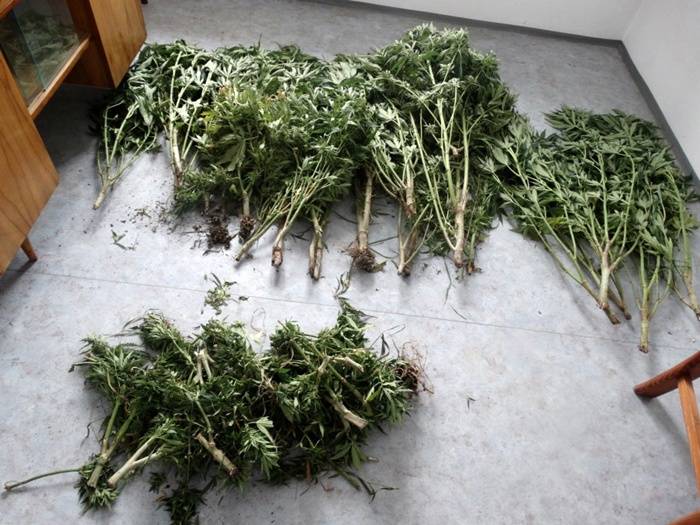 Policjanci zlikwidowali nielegalną plantację konopi indyjskich