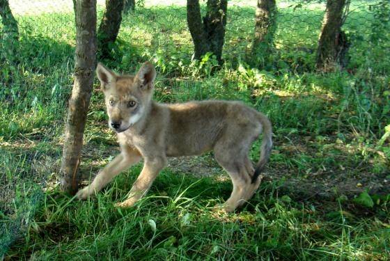Leśnicy z Nadleśnictwa Przasnysz uratowali wilka