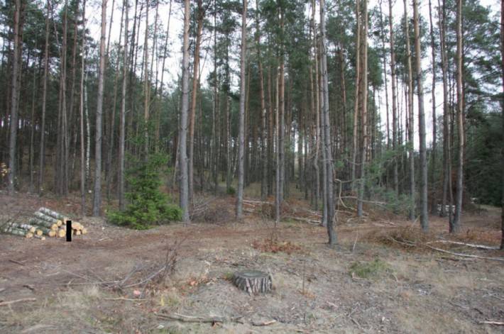 Odpowie za kupno skradzionego drzewa