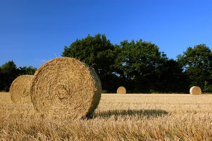 Żniwa - Czas niebezpieczny