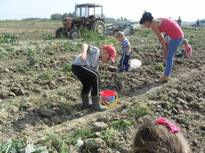 Wykopki i Dzień pieczonego ziemniaka (Zdjęcia)