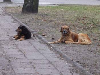 Bezdomne psy coraz droższe