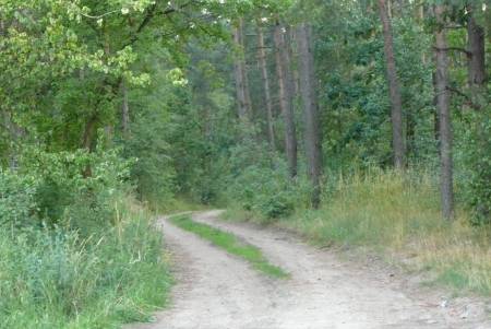 Wycinał las i kradł drzewa.
