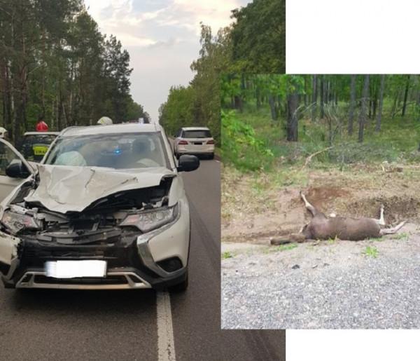 Łoś wtargnął na drogę i spowodował wypadek [Aktualizacja]