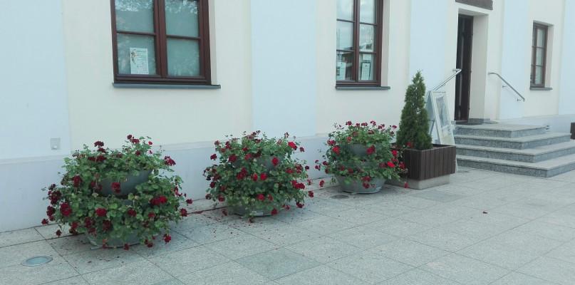 Dziewięćset nowych kwiatów zdobi przasnyski Rynek. Czy to wystarczy?