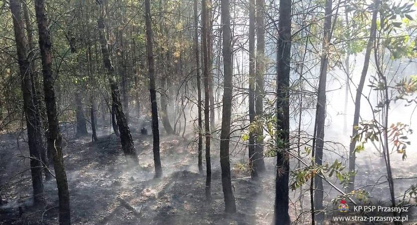 Pożar lasu w Małowidzu. Spaleniu uległo 