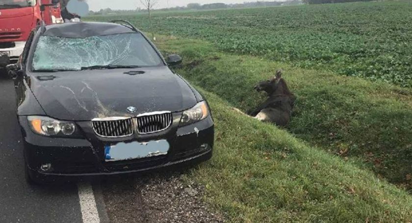 Zderzenie osobówki z łosiem. Dwójkę dzieci przetransportowano do szpitala
