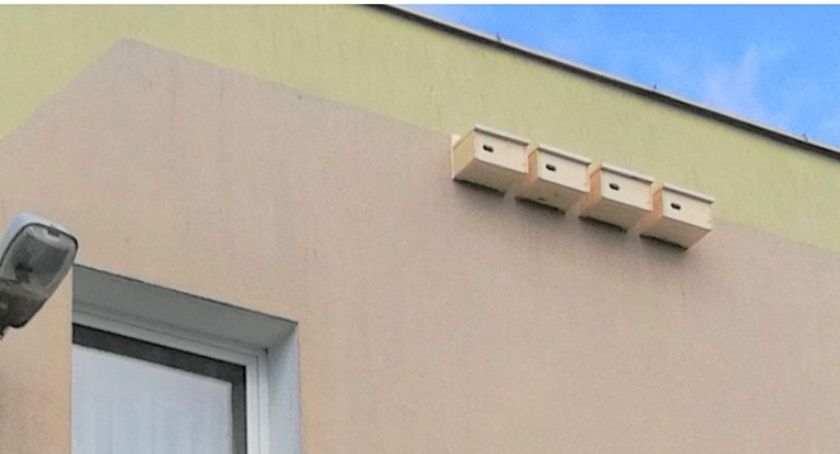 Miasto zamontowało budki lęgowe dla jerzyków