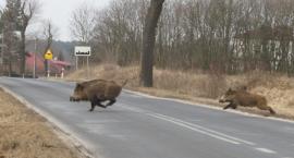Uwaga! Na dzikie zwierzęta na drodze