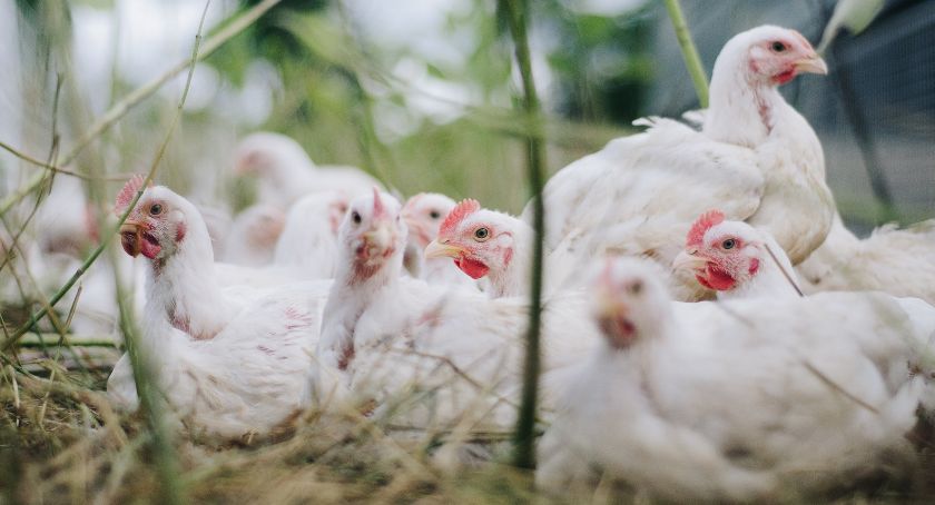 Pandemia mocno uderzyła w branżę drobiarską - hodowcy przeżywają kryzys