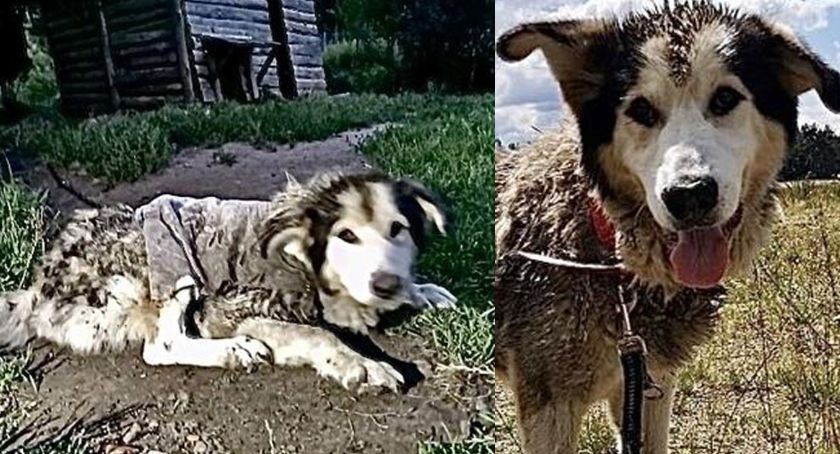 Max umierał w tragicznych warunkach - uratowali go Animalsi. Trwa zbiórka na leczenie psiaka