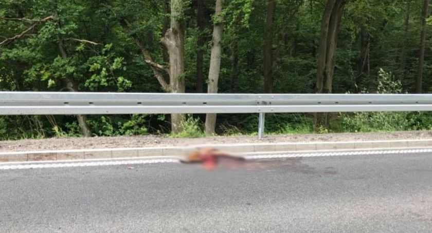 Coraz więcej martwych zwierząt na drodze – kto jest odpowiedzialny za ich usunięcie?