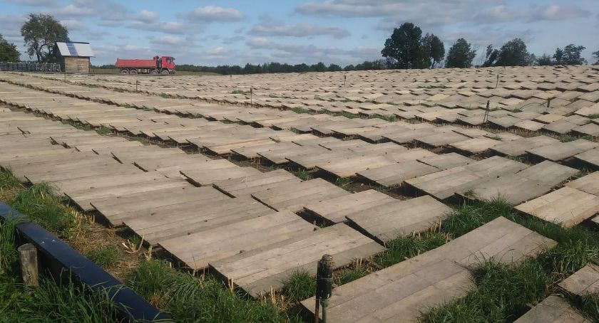 Kaszubskie ślimaki rarytasem Francuzów - zobacz, jak wygląda hodowla