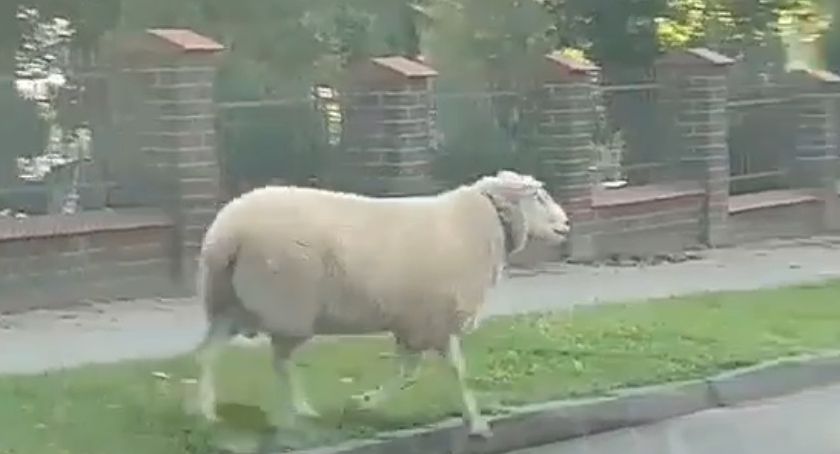 Zagubiona owca biegała na Wzgórzu Wolności [VIDEO]