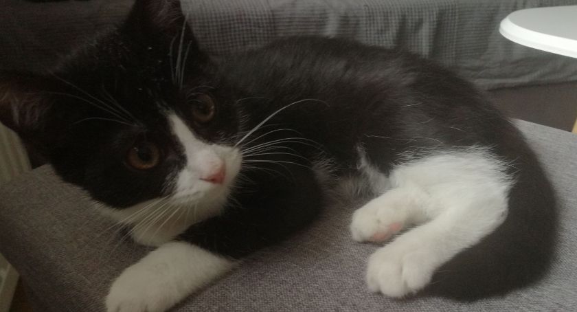 Dzień Kota - Schronisko Animals w Kościerzynie zaprasza do adopcji mruczków