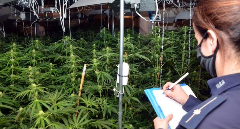 Policjanci zlikwidowali nielegalną plantację marihuany na terenie gminy Somonino