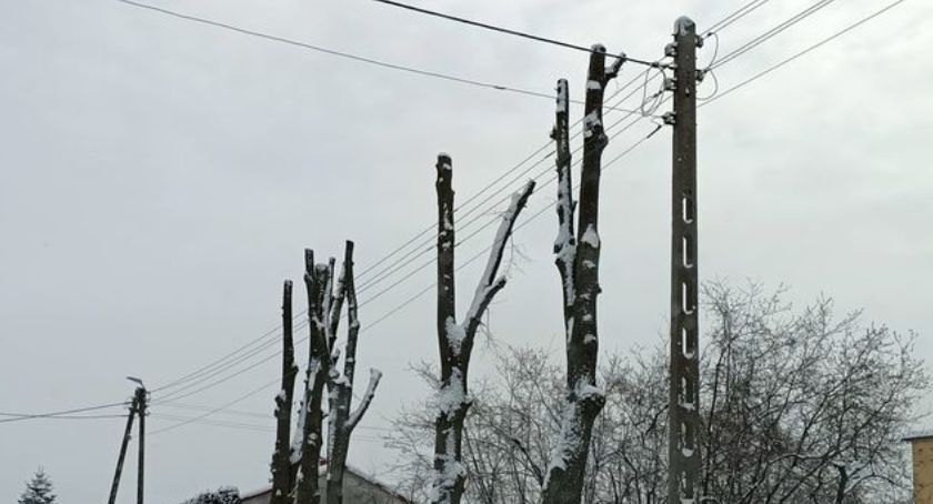 Mieszkańcy oburzeni podcięciem drzew przy kościele w Przodkowie