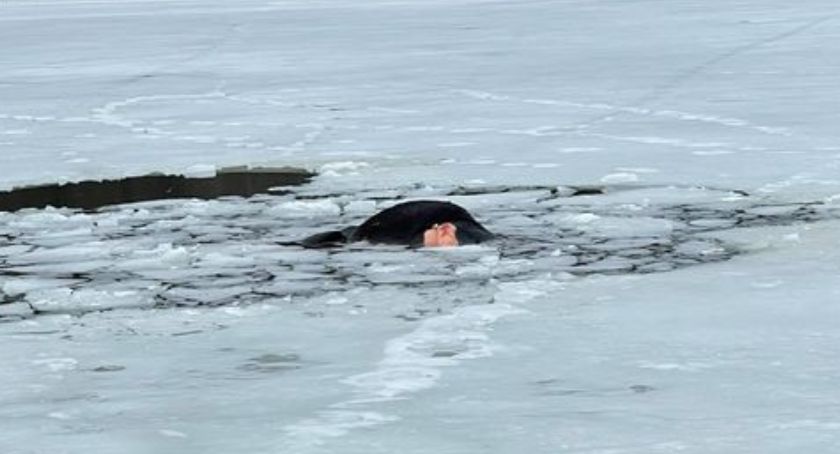 Pod krową załamał się lód - zwierzę utopiło się