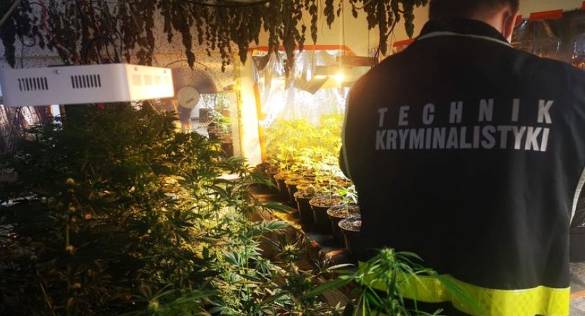 Nielegalna plantacja marihuany w gminie Sierakowice