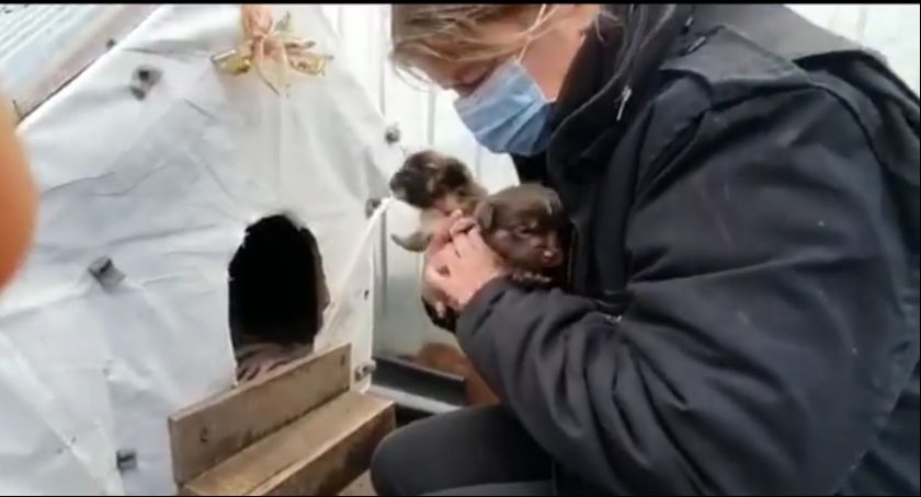 Gm. Przodkowo. Animalsi uratowali pięć szczeniąt