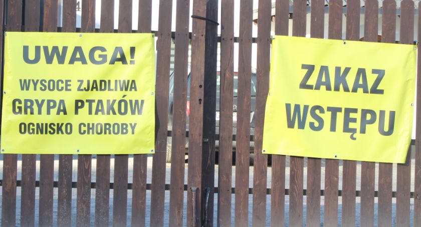 Gm. Stężyca. Znamy szczegóły powstania ogniska ptasiej grypy