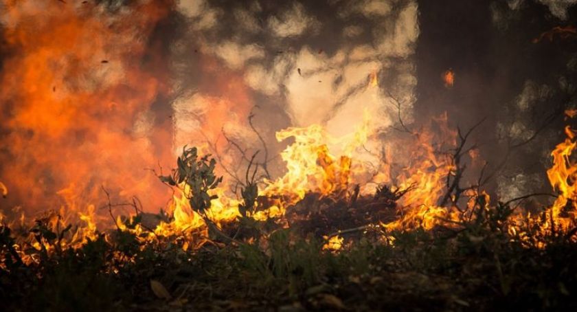 Ten proceder zabija ludzi, zwierzęta i rośliny - strażacy ostrzegają