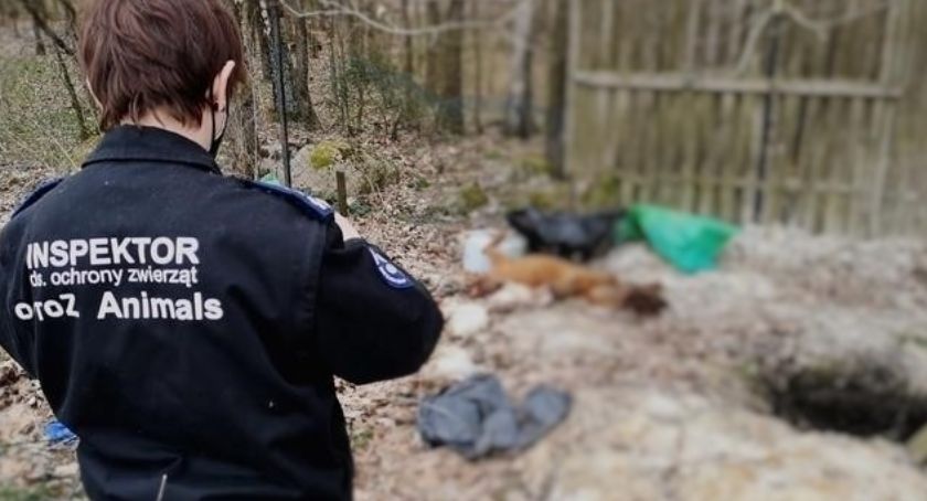 Tragiczny los zwierzaków ze Starej Huty - prawie 140 zaniedbanych psów, ponad 120 martwych