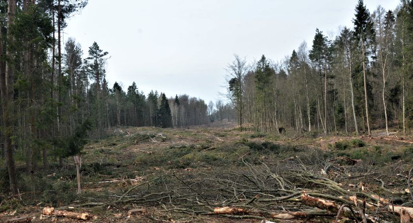 Somonino-Kartuzy. Trwa wycinka lasu pod pętlę kolejową i nowe tory