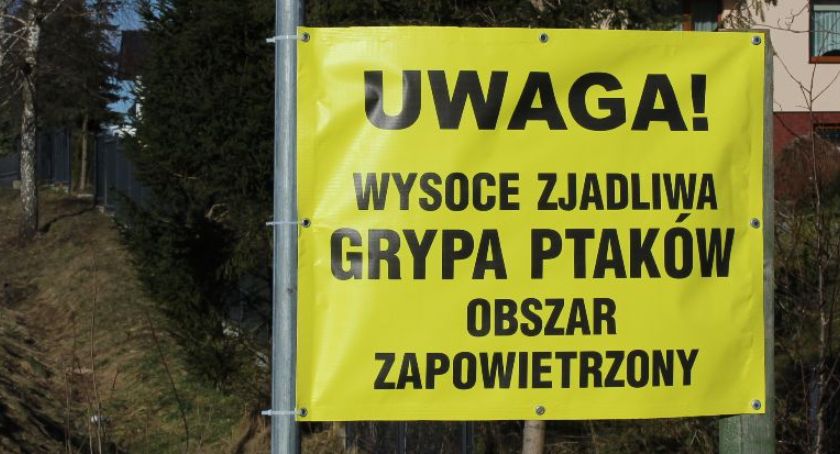 Węsiory. Kolejne ognisko ptasiej grypy w powiecie kartuskim