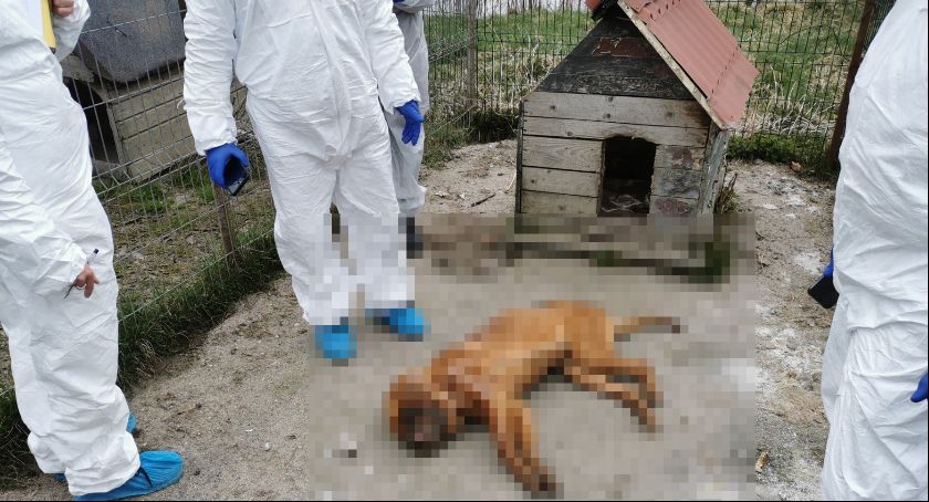 Trzy miesiące aresztu dla właścicieli 