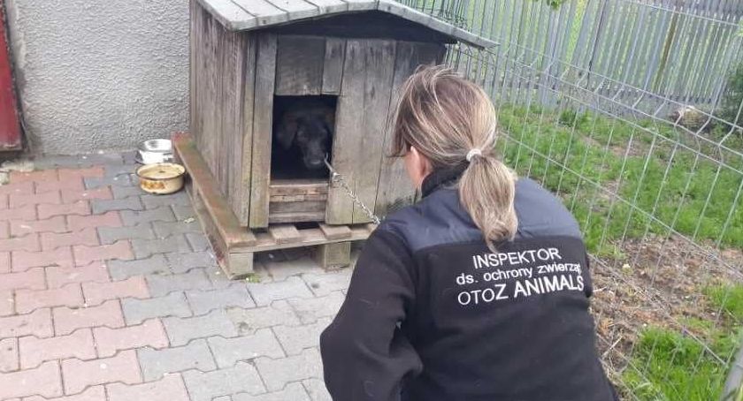 Kolejny psiak z gminy Kartuzy uratowany przez OTOZ Animals