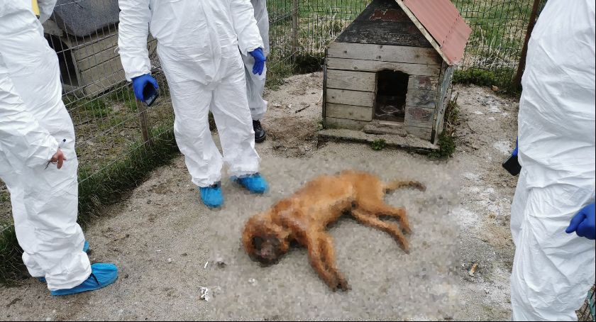 Właściciele pseudohodowli ze Starej Huty opuścili areszt