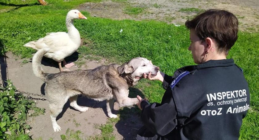 Głodzona i na krótkim łańcuchu - Tosię uratowali inspektorzy OTOZ Animals
