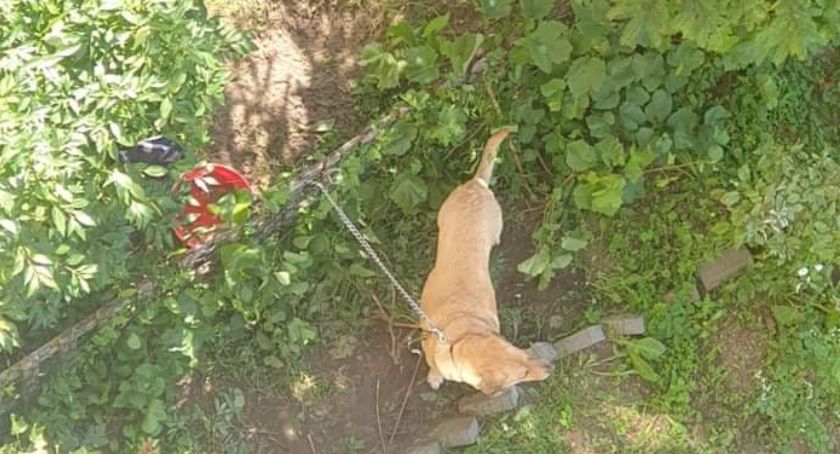 Oddał psy pod opiekę rodzinie - kilka godzin spędziły na krótkim łańcuchu