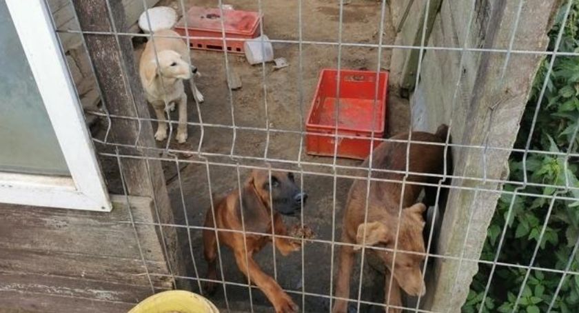 Jest zbiórka na leczenie psiaków z pseudohodowli z Łapalic