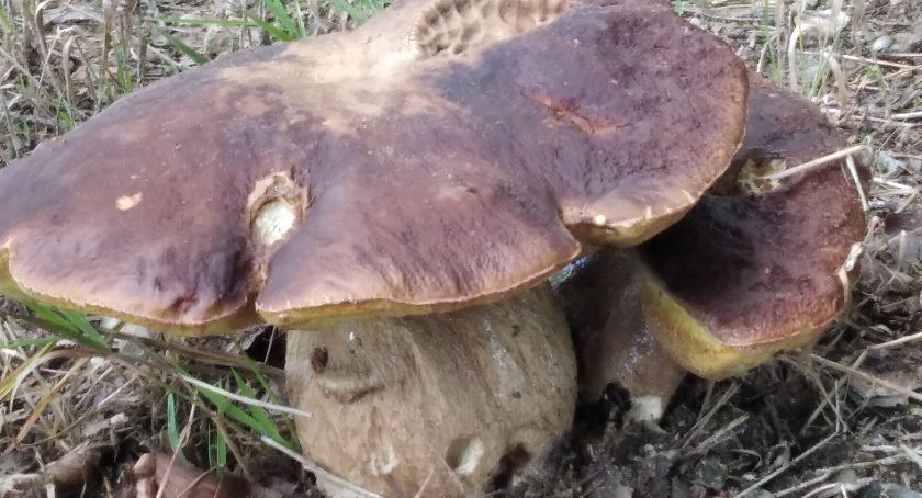 Grzybobranie trwa - kaszubskie lasy pełne grzybów