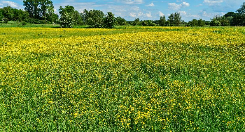 Warsztaty zielarsko-przyrodnicze w Ramlejach