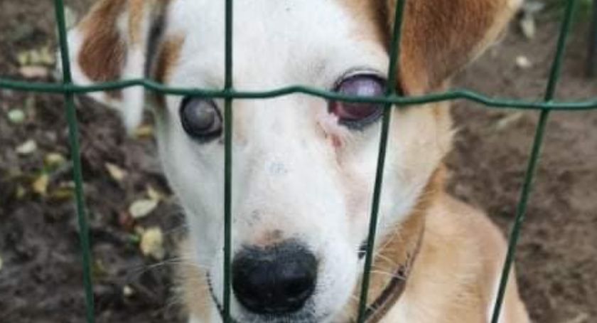 Animalsi uratowali kolejnego psiaka - niewidomego i głodzonego