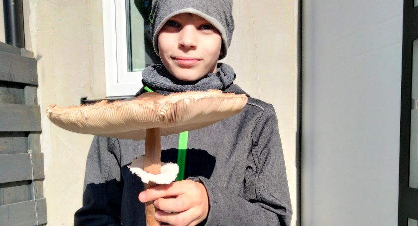 Udane grzybobranie 10-letniego Mateusza - znalazł gigantyczną kanię