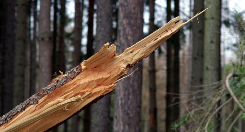 Wichura nad Kaszubami - strażacy usuwają powalone drzewa 
