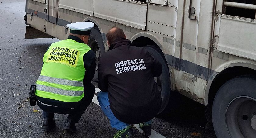 Przewoził świnie w nieludzkich warunkach. Teraz ma kłopoty 