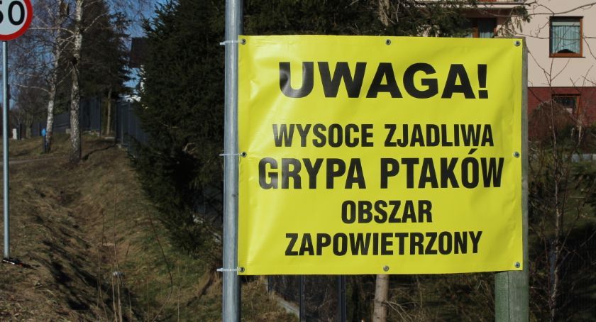 Ptasia grypa znów atakuje. Będą kontrole inspekcji weterynaryjnej 