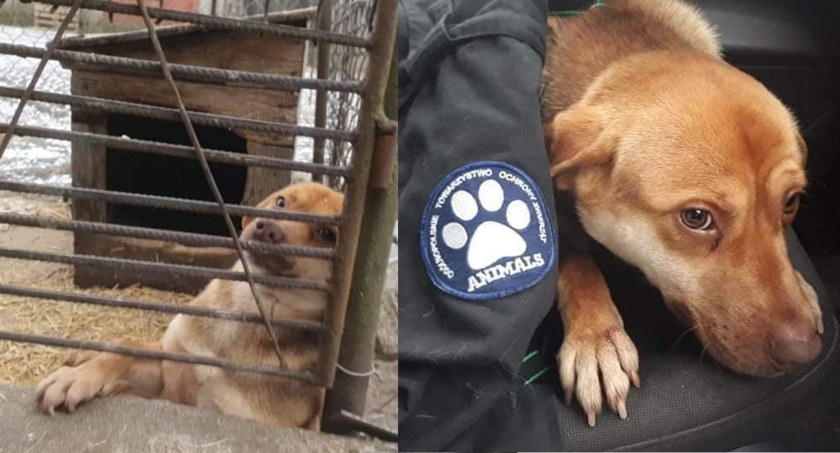 Animalsi uratowali kolejnego psiaka z gminy Kartuzy