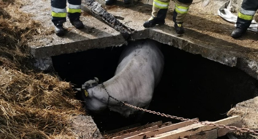 Kłosowo. Krowa wpadła do gnojówki - interweniowali strażacy