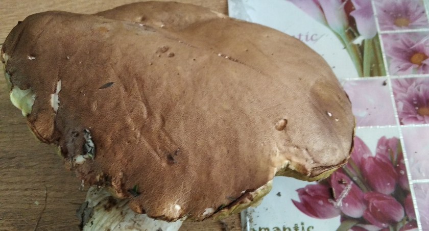 Grzybobranie rozpoczęte! Mieszkańcy chwalą się swoimi zdobyczami