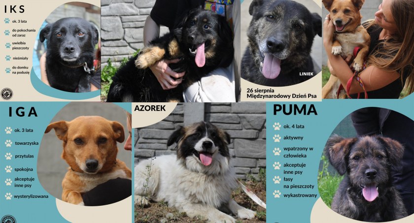 Międzynarodowy Dzień Psa - możesz pomóc czworonogom w schronisku!
