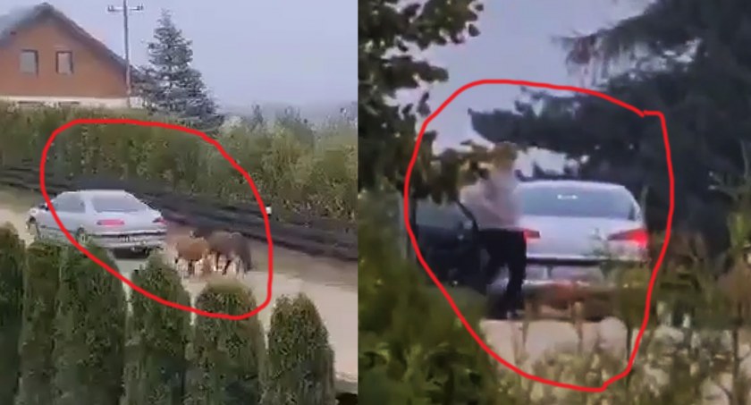 Ciągnął kucyki za autem. Gdy jeden się przewrócił, zaczął go kopać