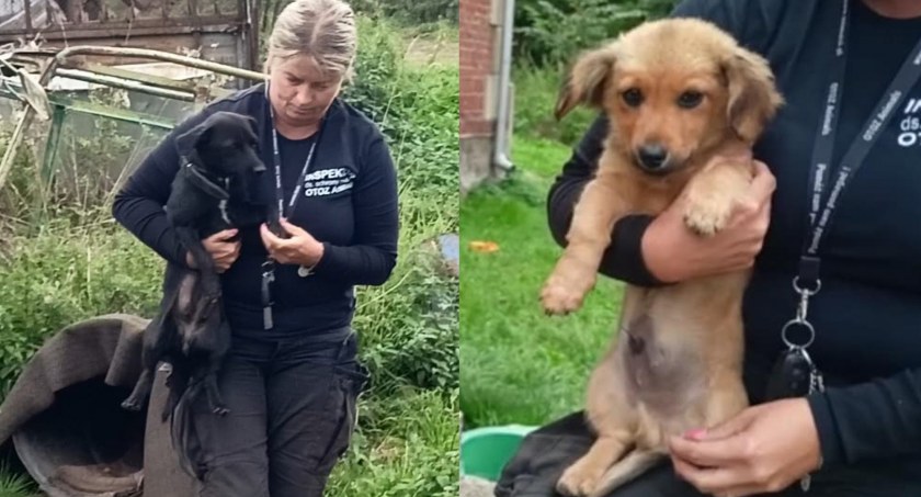 Roczna sunia i jej szczenię mieszkały w metalowej beczce - interweniowali Animalsi