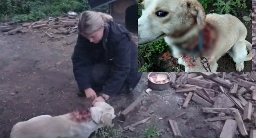 Gm. Sierakowice - psiak z wielką raną uratowany przez Animalsów
